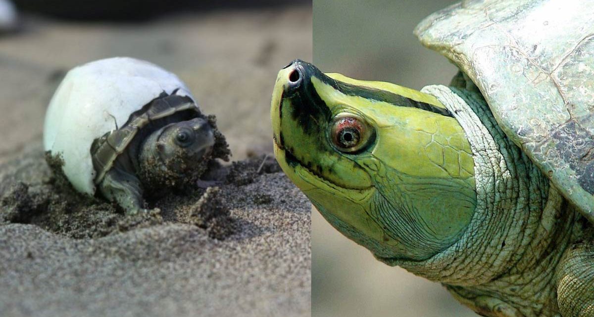 Birmania-Turtle-foto 1